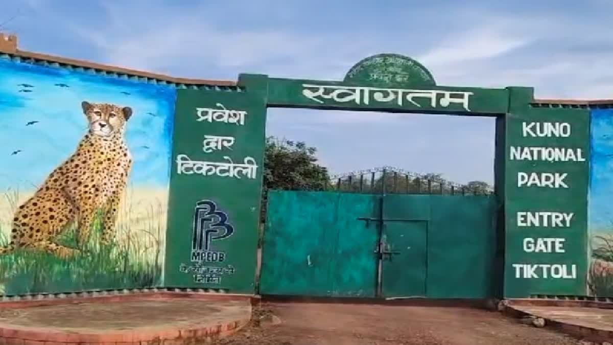 कूनो नेशनल पार्क के डायरेक्टर की सोशल मीडिया पोस्ट पर बवाल, आईएफएस अधिकारी के खिलाफ शिकायत दर्ज