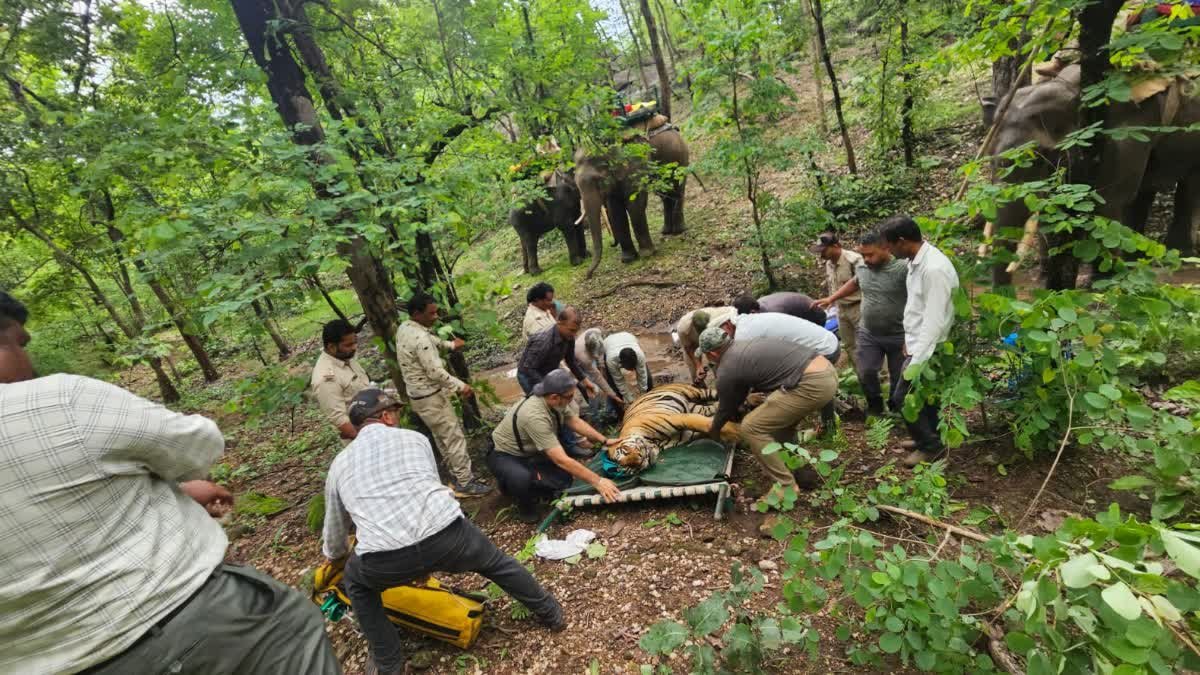 दो महीने की मशक्कत और 80 AI कैमरों का इस्तेमाल, मध्य प्रदेश में पहली बार तकनीक से पकड़ा गया नर बाघ