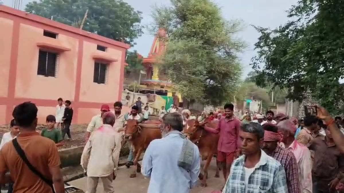 बांडी हरणगांव में पालतू बकरे को दी गई नम आंखों से विदाई, गांव की आस्था से जुड़ा था 'मालण बाबा'