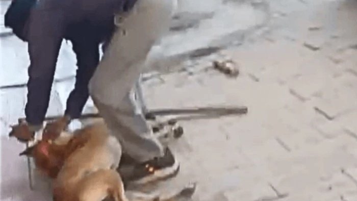 ग्वालियर में मानवता शर्मसार, दही मंडी में दुकानदार और उसके कर्मचारी ने पीट-पीटकर कुत्ते को उतारा मौत के घाट