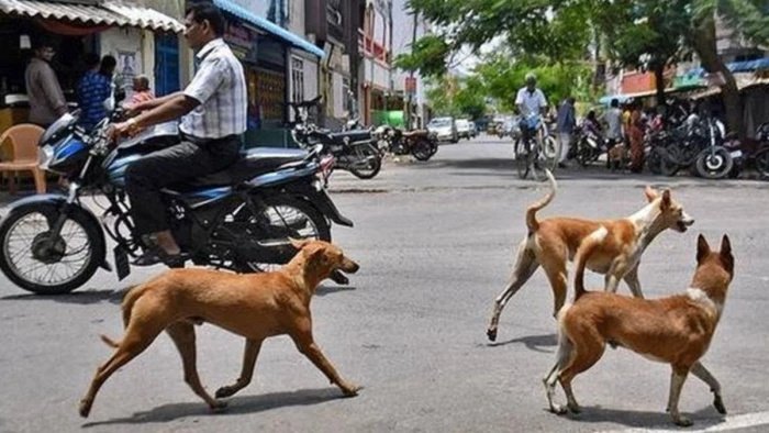मंडला के चिरईडोगरी बाजार में आवारा कुत्तों का आतंक, दो दर्जन लोग घायल और स्कूल-आंगनबाड़ी बंद