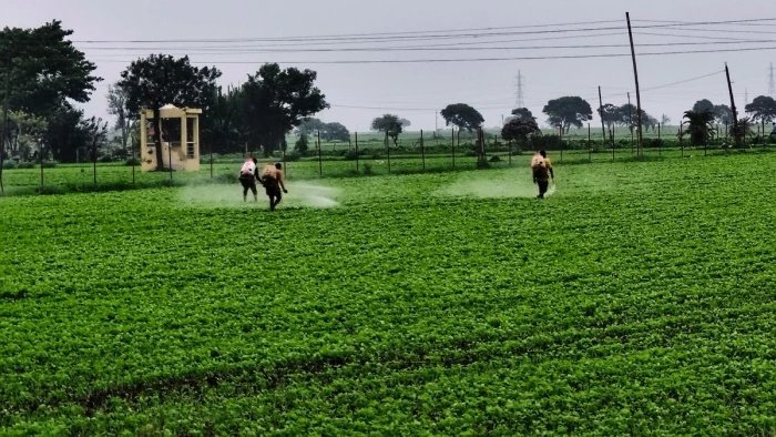 मध्य प्रदेश में बढ़ा सोयाबीन का रकबा, जानिए इंदौर मंडी में तेल और सोयाबीन के ताजा भाव