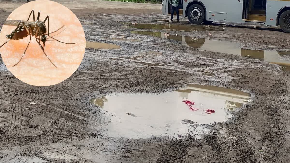 डेंगू के लार्वा पर 'गंबूशिया' मछली का जैविक वार, भोपाल में मरीजों की संख्या में भारी गिरावट