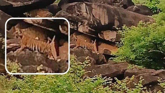 शिवपुरी के माधव टाइगर रिजर्व में गूंजी किलकारी, बाघिन MT-4 ने दिया शावकों को जन्म