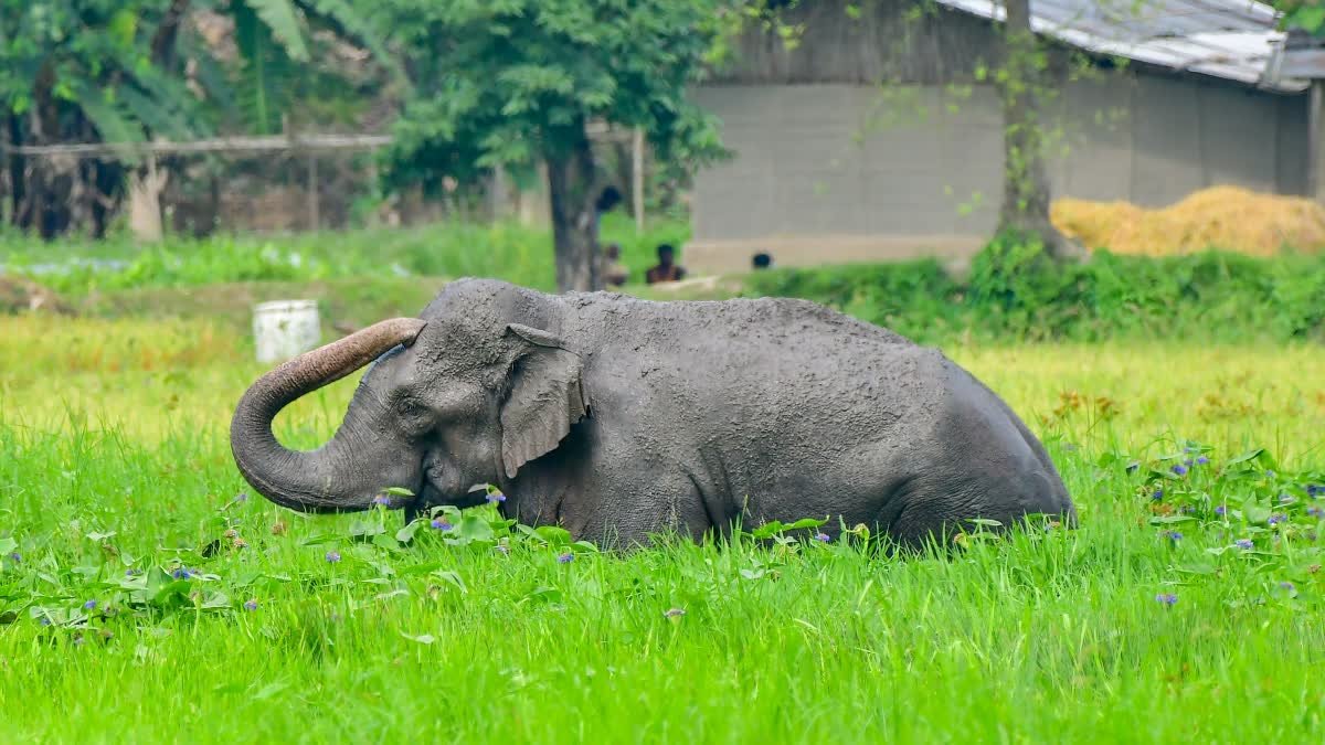 ऑटो चालक को कुचलने वाले हाथी पर वन विभाग की नजर, कोर्ट के फैसले तक इंदौर में रहेगा जानवर