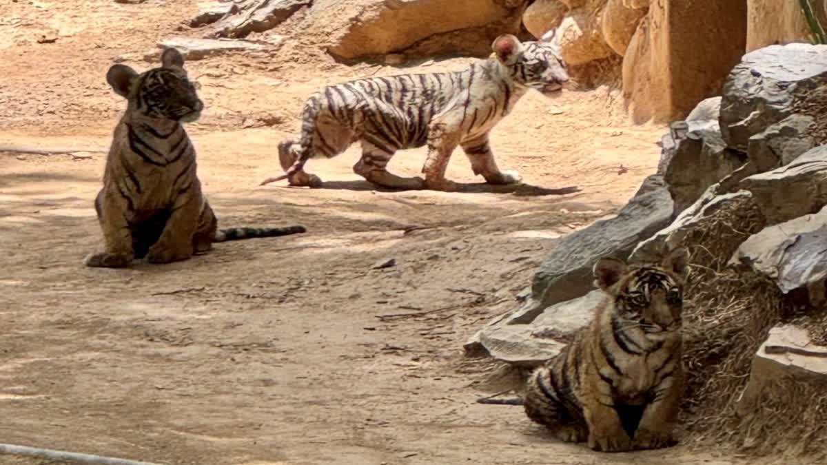 गांधी प्राणी उद्यान के सफेद बाघिन मीरा के शावकों की खुली अनचाही कैद, सैलानियों को मिल रहे दीदार