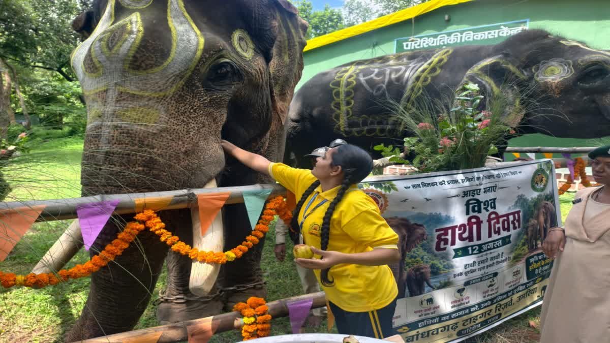 विश्व हाथी दिवस पर उमरिया में हाथियों का विशेष आयोजन, राम और सूर्या बने बच्चों के आकर्षण का केंद्र