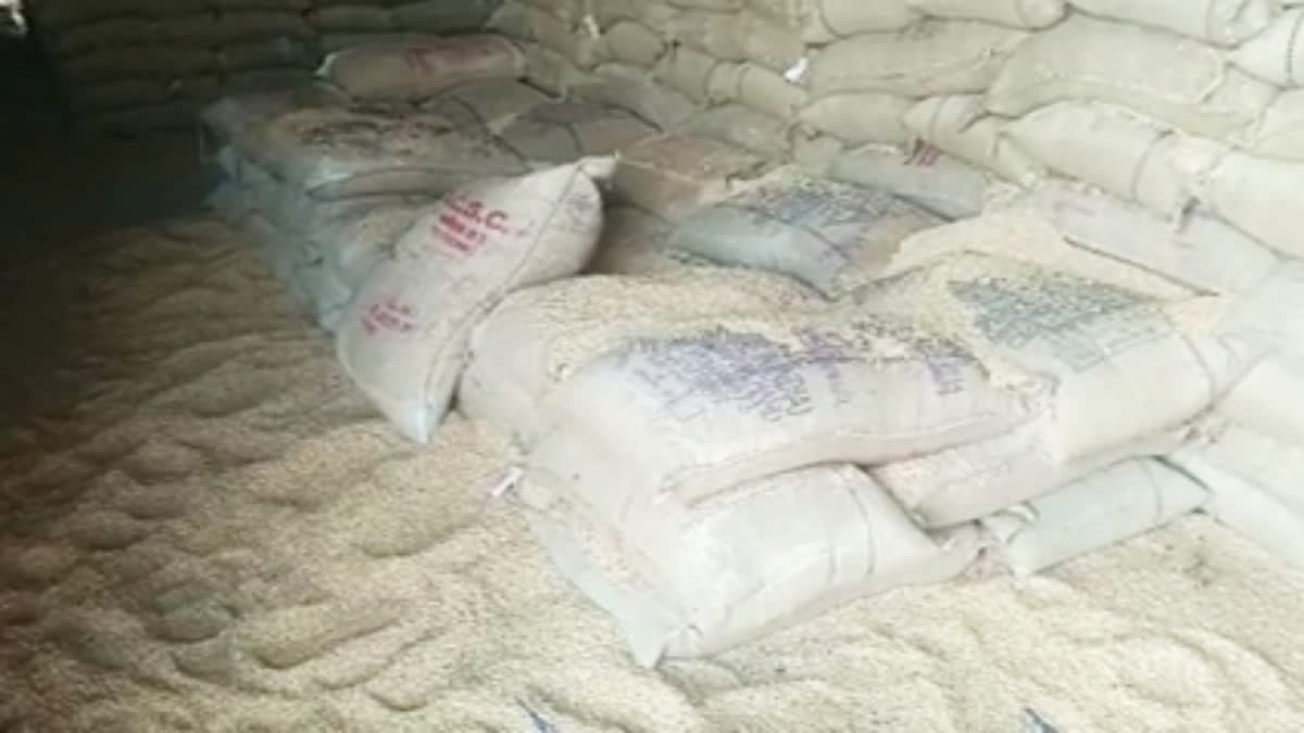 मंडला के सरकारी गोदाम में 70 लाख का गेहूं कीड़ों की भेंट चढ़ा, जिम्मेदारों पर गिरेगी गाज