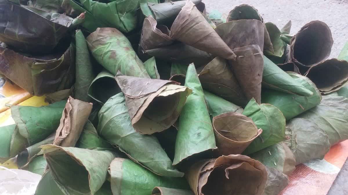छिंदवाड़ा में पलाश के पत्तों से दोना-पत्तल बना रहे ग्रामीण, सावन-भादों में बढ़ जाती है पारंपरिक मांग