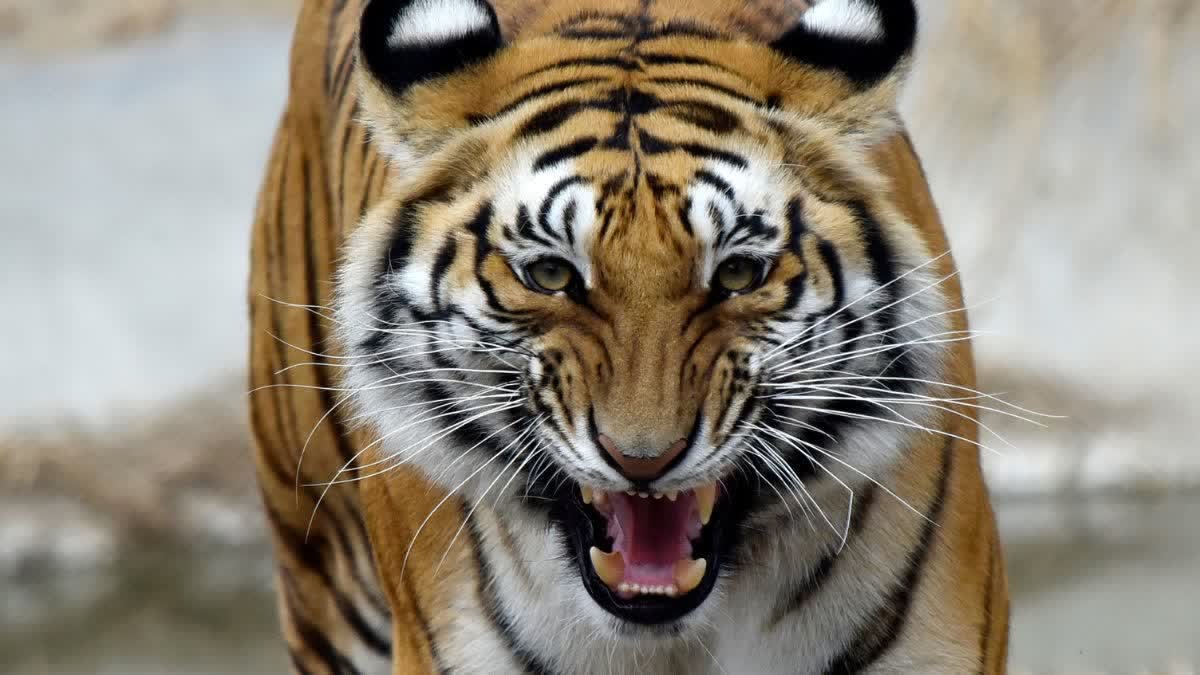 बांधवगढ़ के ताकतवर बाघ 'बजरंग' का शाही अंदाज सोशल मीडिया पर वायरल, पर्यटकों में भारी रोमांच