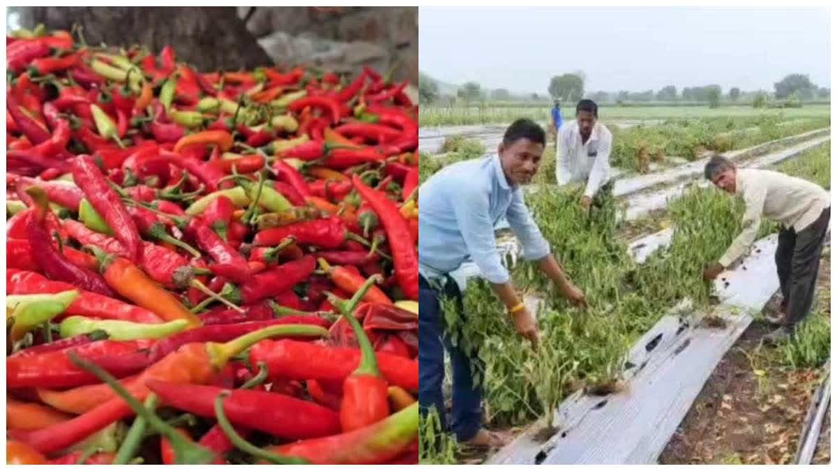 येलो मोजेक वायरस से तबाह हुई मिर्च की फसल, लाखों की लागत डूबी; किसानों ने लगाई मुआवजे की गुहार