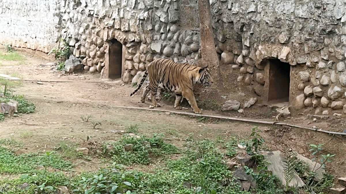ग्वालियर गांधी प्राणी उद्यान में जल्द गूंजेगी नए रॉयल बंगाल टाइगर की दहाड़, देहरादून जू से होगा एनिमल एक्सचेंज