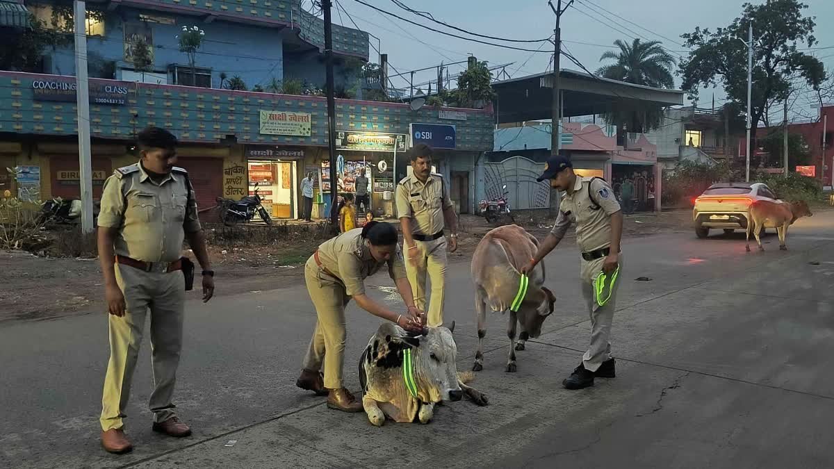 सड़क हादसों को रोकने के लिए अनोखी पहल, मवेशियों के गले में बांधी जा रही रेडियम बेल्ट