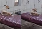 छतरपुर के सरकारी अस्पताल में मरीजों के बेड पर आराम फरमाता दिखा कुत्ता, वीडियो वायरल