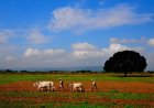 मालवा में कम बारिश और गहराते जल संकट पर पर्यावरणविद् पद्मभूषण डॉ. अनिल प्रकाश जोशी की चेतावनी