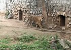 ग्वालियर गांधी प्राणी उद्यान में जल्द गूंजेगी नए रॉयल बंगाल टाइगर की दहाड़, देहरादून जू से होगा एनिमल एक्सचेंज