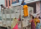 हरदा में सूअरों के आतंक से परेशान लोग, नगरपालिका की टीम पर सूअर पालकों ने किया लाठी-डंडों से हमला
