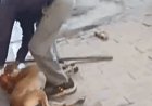 ग्वालियर में मानवता शर्मसार, दही मंडी में दुकानदार और उसके कर्मचारी ने पीट-पीटकर कुत्ते को उतारा मौत के घाट