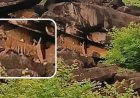 शिवपुरी के माधव टाइगर रिजर्व में गूंजी किलकारी, बाघिन MT-4 ने दिया शावकों को जन्म