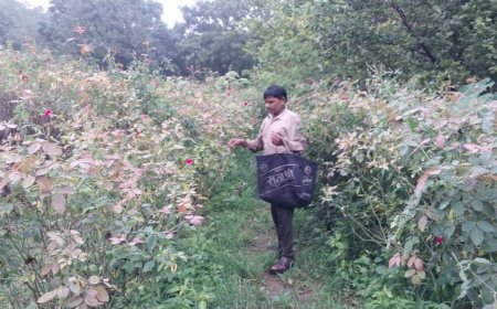 मध्य प्रदेश के गुना में किसानों का कमाल, पारंपरिक खेती छोड़ गुलाब उगाकर कमा रहे हैं बंपर मुनाफा