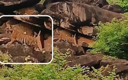 शिवपुरी के माधव टाइगर रिजर्व में गूंजी किलकारी, बाघिन MT-4 ने दिया शावकों को जन्म