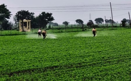 मध्य प्रदेश में बढ़ा सोयाबीन का रकबा, जानिए इंदौर मंडी में तेल और सोयाबीन के ताजा भाव