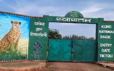 कूनो नेशनल पार्क के डायरेक्टर की सोशल मीडिया पोस्ट पर बवाल, आईएफएस अधिकारी के खिलाफ शिकायत दर्ज