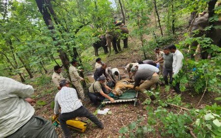 दो महीने की मशक्कत और 80 AI कैमरों का इस्तेमाल, मध्य प्रदेश में पहली बार तकनीक से पकड़ा गया नर बाघ