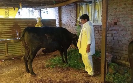 'दूध वाला गांव' के नाम से मशहूर हुआ बालापाट, पढ़े-लिखे युवाओं ने पशुपालन को बनाया स्वरोजगार का जरिया