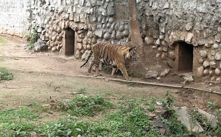 ग्वालियर गांधी प्राणी उद्यान में जल्द गूंजेगी नए रॉयल बंगाल टाइगर की दहाड़, देहरादून जू से होगा एनिमल एक्सचेंज