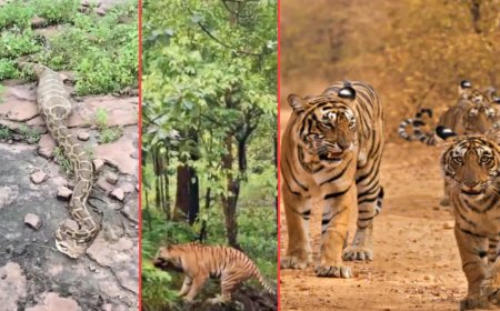 पन्ना में विशालकाय अजगर ने लोमड़ी को बनाया निवाला, शाहनगर रेंज का वीडियो हुआ वायरल