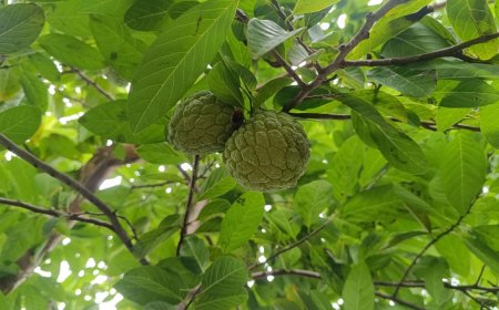 स्वादिष्ट होने के साथ ही औषधीय गुणों से भरपूर है सीताफल, डॉक्टर ने बताए इसके सेवन के चमत्कारी फायदे