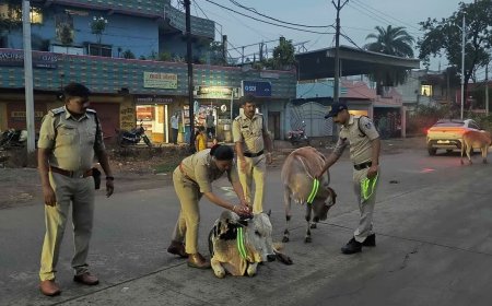 सड़क हादसों को रोकने के लिए अनोखी पहल, मवेशियों के गले में बांधी जा रही रेडियम बेल्ट