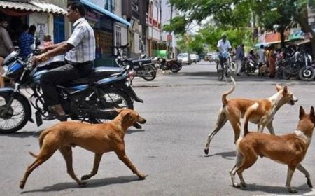 मंडला के चिरईडोगरी बाजार में आवारा कुत्तों का आतंक, दो दर्जन लोग घायल और स्कूल-आंगनबाड़ी बंद