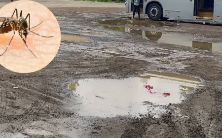 डेंगू के लार्वा पर 'गंबूशिया' मछली का जैविक वार, भोपाल में मरीजों की संख्या में भारी गिरावट