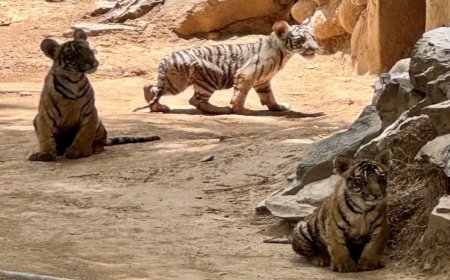 गांधी प्राणी उद्यान के सफेद बाघिन मीरा के शावकों की खुली अनचाही कैद, सैलानियों को मिल रहे दीदार