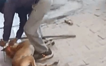 ग्वालियर में मानवता शर्मसार, दही मंडी में दुकानदार और उसके कर्मचारी ने पीट-पीटकर कुत्ते को उतारा मौत के घाट
