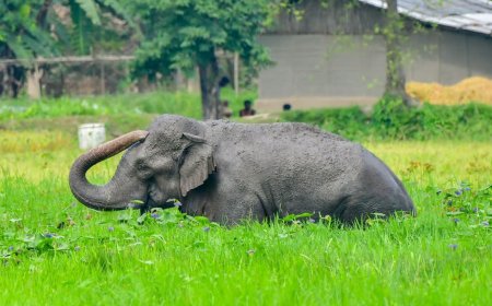 ऑटो चालक को कुचलने वाले हाथी पर वन विभाग की नजर, कोर्ट के फैसले तक इंदौर में रहेगा जानवर