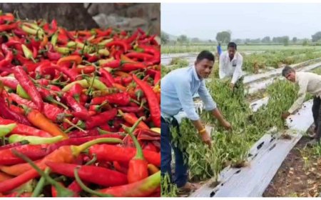 येलो मोजेक वायरस से तबाह हुई मिर्च की फसल, लाखों की लागत डूबी; किसानों ने लगाई मुआवजे की गुहार
