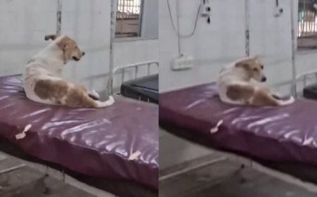 छतरपुर के सरकारी अस्पताल में मरीजों के बेड पर आराम फरमाता दिखा कुत्ता, वीडियो वायरल