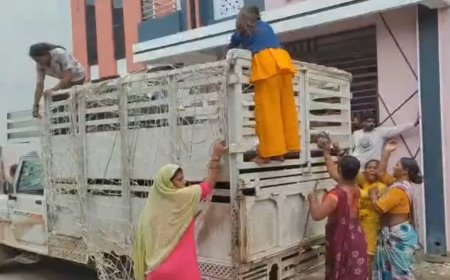 हरदा में सूअरों के आतंक से परेशान लोग, नगरपालिका की टीम पर सूअर पालकों ने किया लाठी-डंडों से हमला