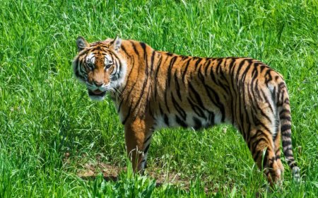 हाईकोर्ट में बांधवगढ़ वन भूमि पर खेती के मामले की सुनवाई, याचिकाकर्ता ने स्टेटस रिपोर्ट पर जताई आपत्ति