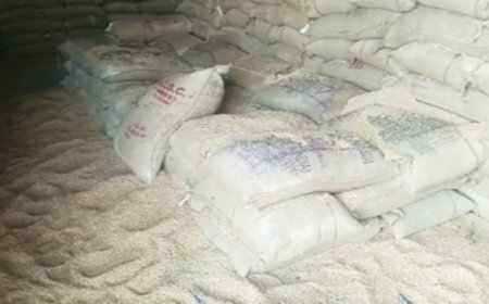 मंडला के सरकारी गोदाम में 70 लाख का गेहूं कीड़ों की भेंट चढ़ा, जिम्मेदारों पर गिरेगी गाज