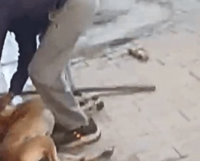 ग्वालियर में मानवता शर्मसार, दही मंडी में दुकानदार और उसके कर्मचारी ने पीट-पीटकर कुत्ते को उतारा मौत के घाट
