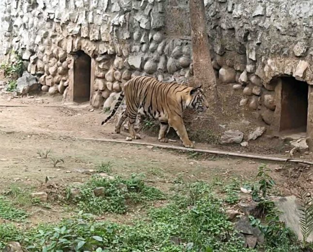 ग्वालियर गांधी प्राणी उद्यान में जल्द गूंजेगी नए रॉयल बंगाल टाइगर की दहाड़, देहरादून जू से होगा एनिमल एक्सचेंज