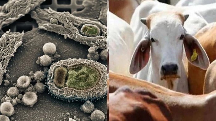 ग्वालियर में लंपी का प्रकोप बेकाबू; 25 हजार से अधिक मवेशियों के टीकाकरण के बाद भी मौतों का आंकड़ा बढ़ा