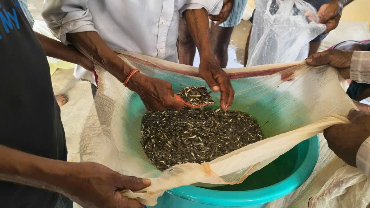 मैहर के पोड़ी शासकीय मत्स्य केंद्र में 2.50 करोड़ बीज बिक्री का लक्ष्य, 6 जिलों में भारी मांग