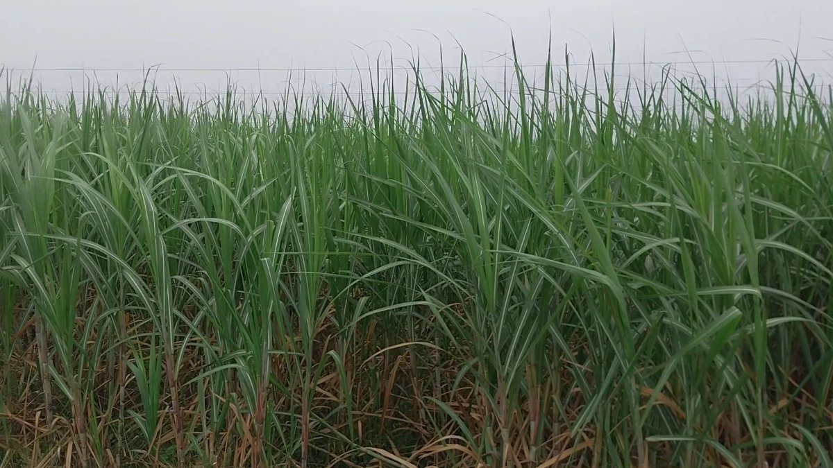 महंगाई से आम आदमी परेशान लेकिन गन्ना उत्पादक किसानों के लिए फायदे का सौदा बन रही है खेती