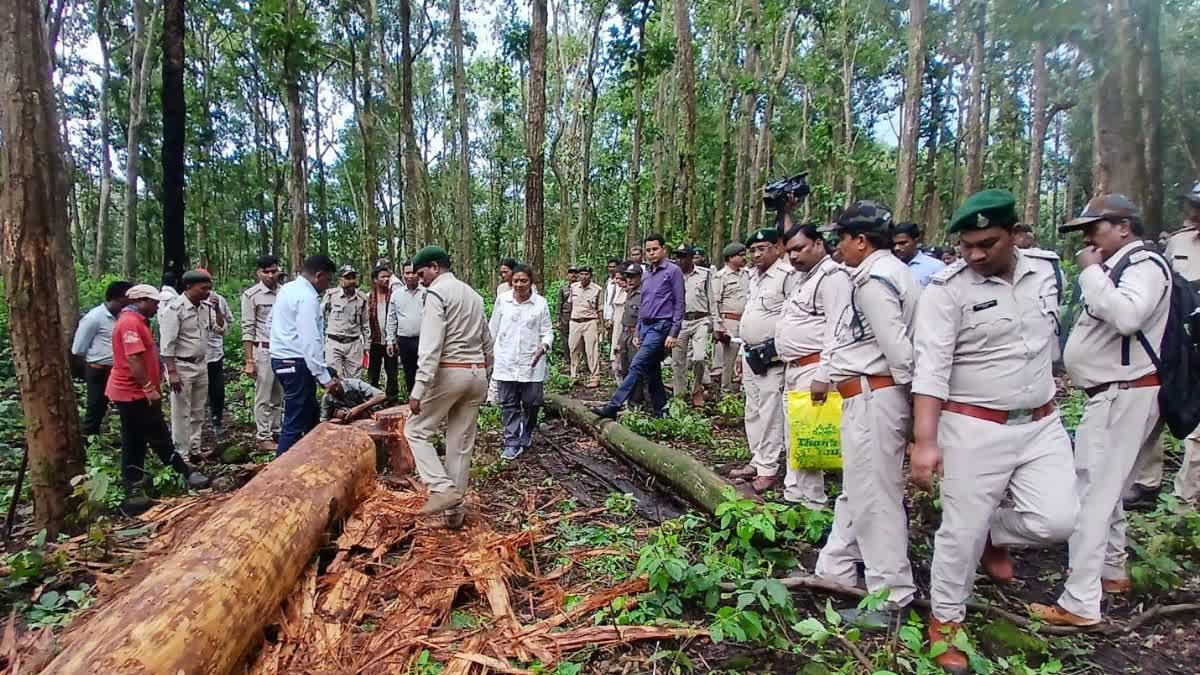 अमरकंटक और डिंडोरी के जंगलों में साल बोरर कीट का खतरनाक अटैक, 9500 से ज्यादा संक्रमित पेड़ों को काटने की मिली अनुमति