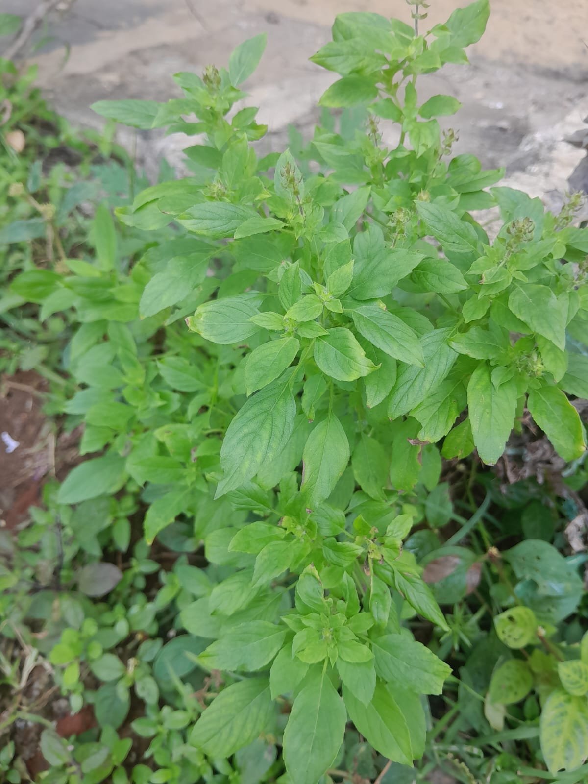 श्वसन और चर्म रोग दूर करने वाली वन तुलसी बनी किसानों की कमाई का जरिया; शहडोल में 100 टन की मांग